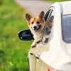 PAWBEE Dog Seat Belt for Car - 2 Car Seat Belts for Dogs - 3-in-1 Easy Clip Dog Car Elastic Seatbelt Adjustable Pet Dog Car Seat Belt + Leash - image 3 of 4