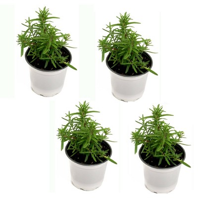 National Plant Network 4pk Rosemary Herb Garden