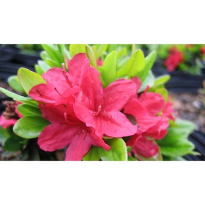 2.5qt Hino Crimson Azalea Plant with Red/Pink Blooms - National Plant Network