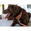 Country Brook Petz Heavy Duty Nylon Martingale Dog Collar with Deluxe Buckle - 30+ Vibrant Color Options - 4 of 4