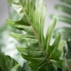 16"H Sullivans No-Fuss Philodendron Leaf Bush, Green - 2 of 2