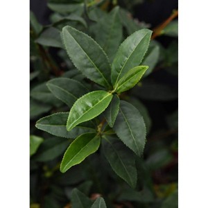 2.5qt Brew-Tea-Ful Plant - National Plant Network: Full Sun Camellia, 8" Nursery Pot, Live Houseplant - 1 of 4