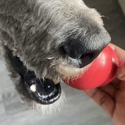 KONG Senior Dog Toy, Small 