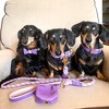 PoisePup – Luxury Pet Dog Waste Bag Holder – Soft Premium Italian Leather Poop Bag Dispenser - Lavish Lavender - 3 of 3