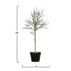 Storied Home 29" x 11" Artificial Faux Thyme Topiary Plant in Terracotta Pot - Indoor Decorative Greenery - 4 of 4