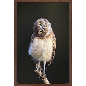 Trends International Curious Burrowing Owlet Framed Wall Poster Prints - 1 of 4