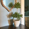 Sullivans Artificial 21" Double Boxwood Topiary - 4 of 4