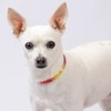 Country Brook Petz Premium Dog Collar - Groovy Collection - 2 of 4