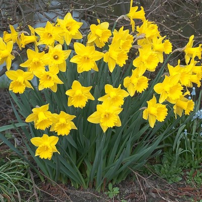 Daffodils Dutch Master Set of 15 Bulbs - Yellow - Van Zyverden