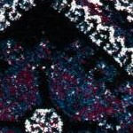purple/black