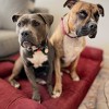Big Barker 7" Orthopedic Dog Bed - Sofa Edition - 4 of 4