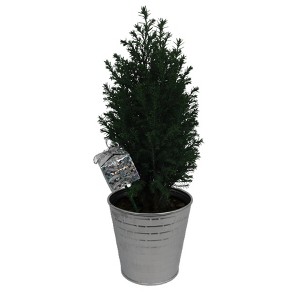 4" Ellwoodii in Tin with Pick - Good Little Garden™ - 1 of 4