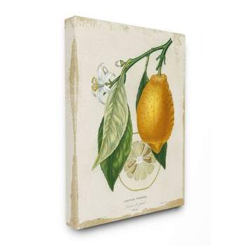 Stupell Industries Traditional Citrus Illustration French Lemon Branch