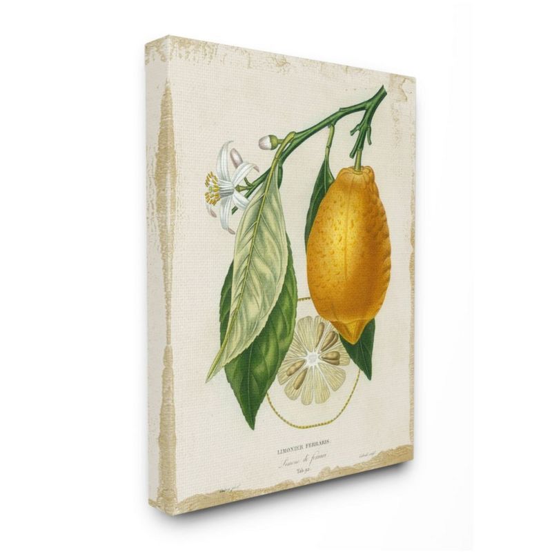 Stupell Industries Traditional Citrus Illustration French Lemon Branch, 1 of 6