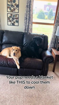 Light Gray Waterproof Polyester Pet Blanket for Indoor/Outdoor Use