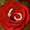 Pure Collection by Ross-Simons 3-3.5mm Cultured Pearl C-Hoop Earrings in 14kt Yellow Gold - 4 of 4
