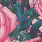 Cabbage Rose