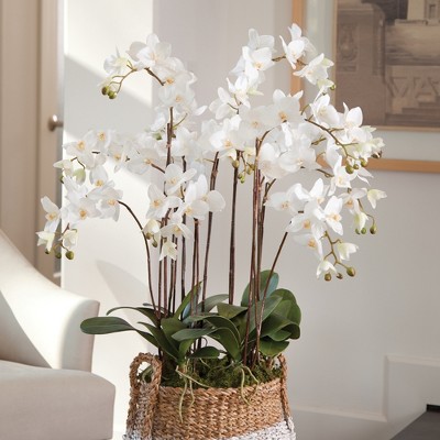 White Phalaenopsis Orchid in Moss Pot, 36" Tall