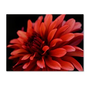 Trademark Fine Art -Red Dhalia by Kurt Shaffer-Gallery Wrapped 18x24 Canvas - 1 of 2