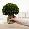 Pavilion Gift Company - 10" Mushroom - Preserved Boxwood Topiary - Artificial Plants - 4 of 4