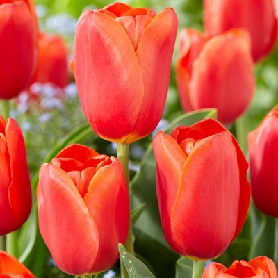 Set of 12 Bulbs Tulips Orange Juice - Van Zyverden