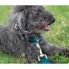 Country Brook Petz Deluxe Nylon Dog Collar and Leash - 4 of 4