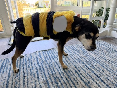 Guest review image 1 of 1, zoom in