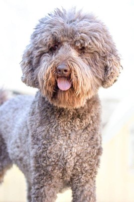 Iams Healthy Aging Adult Large Breed For Mature And Senior Dogs
