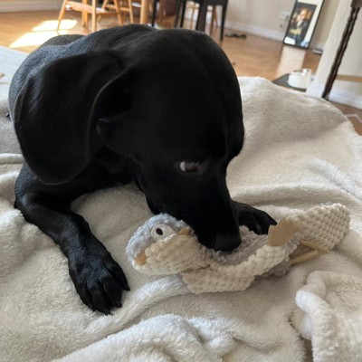 Small Squirrel Dog Toy - Boots & Barkley™ : Target