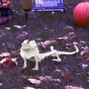 Frilled Lizard Skeleton Halloween Decoration- Weather Resistant for Indoor/Outdoor Decor- Perfect for Tabletop Party Decor, Haunted Houses, Graveyards - 2 of 4