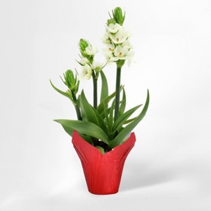 4" White Star Ornithogalum Plant - Good Little Garden™ - 1 of 3