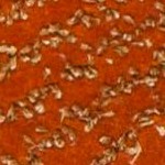 rust/multi