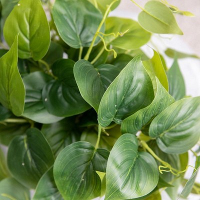 Potted Green Ivy in White Ceramic Tabletop Planter