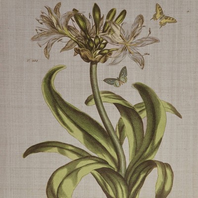 Herbal Botany 4-Piece Framed Canvas Wall Art Set with Botanical Illustrations