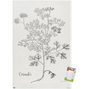 Trends International Jean Plout - Botanical Studies on Paper Coriander Unframed Wall Poster Prints - 1 of 4