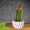 Craftoutlet.Com 10.0 Inch Green Potted Cactus Succulents Realistic Look Figurines - 2 of 4