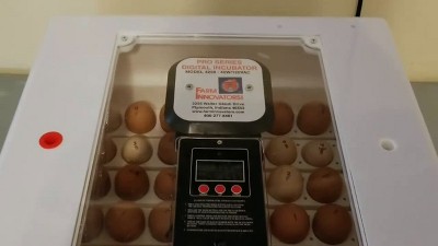 Digital White Egg Incubator with Automatic Turner and Humidity Control