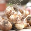Van Zyverden Set of 25 Daffodils Bulbs Classic Improved King Alfred - 2 of 3