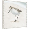Amanti Art Sandpiper on the Beach II by Lucca Sheppard Canvas Wall Art Print Framed 22 x 22-in. - 2 of 4