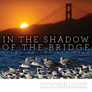 In the Shadow of the Bridge - by  Dick Evans (Hardcover) - 1 of 1