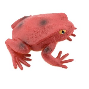 Collectible Wildlife Gifts | Tomato Frog, Hand Painted, Amphibian, Hard Rubber, Realistic Frog, Model,  Toy,  Educational, Gift,    2"    F4078 B54 - 1 of 4