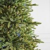 BH Norway Spruce - 3 of 4