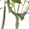 Artificial Tree - Faux 60" Potted Pieris Japonica Plant - FXP2013 - Green - Safavieh - 4 of 4