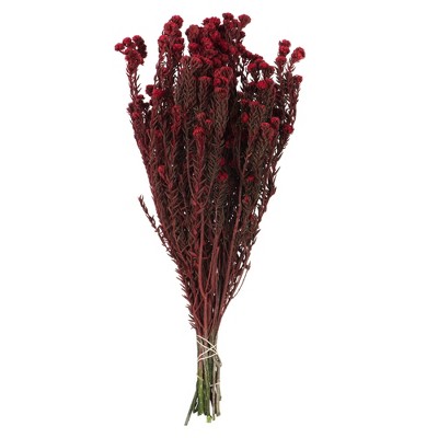Vickerman Cotton Phylica Flower Bundle, Preserved 4oz