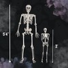 Life Size Human Skeleton Halloween Decoration Value 2 Pack- Adult 5' 4" & Child 2' - Articulated Movable Limbs, Weather Resistant Indoor/Outdoor - 3 of 4