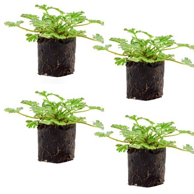 Soil Sunrise Live Citronella Geranium Plant Plugs, Pelargonium Citronella Scented Seedlings