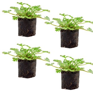 Soil Sunrise Live Citronella Geranium Plant Plugs, Pelargonium Citronella Scented Seedlings - 1 of 4