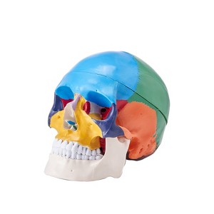 VEVOR Human Skull Model, 3 Parts Human Skull Anatomy, Life-Size Painted Anatomy Skull Model, PVC Anatomical Skull, Multicolored - 1 of 4