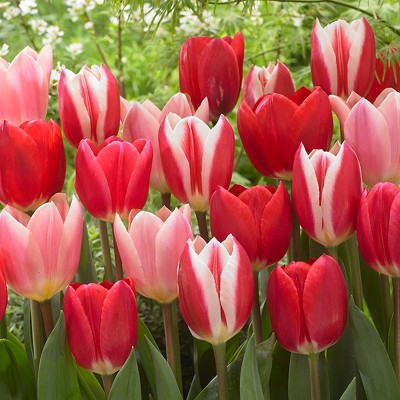 Tulips Candy Striper Blend Set of 15 Bulbs - Red/White/Pink - Van Zyverden