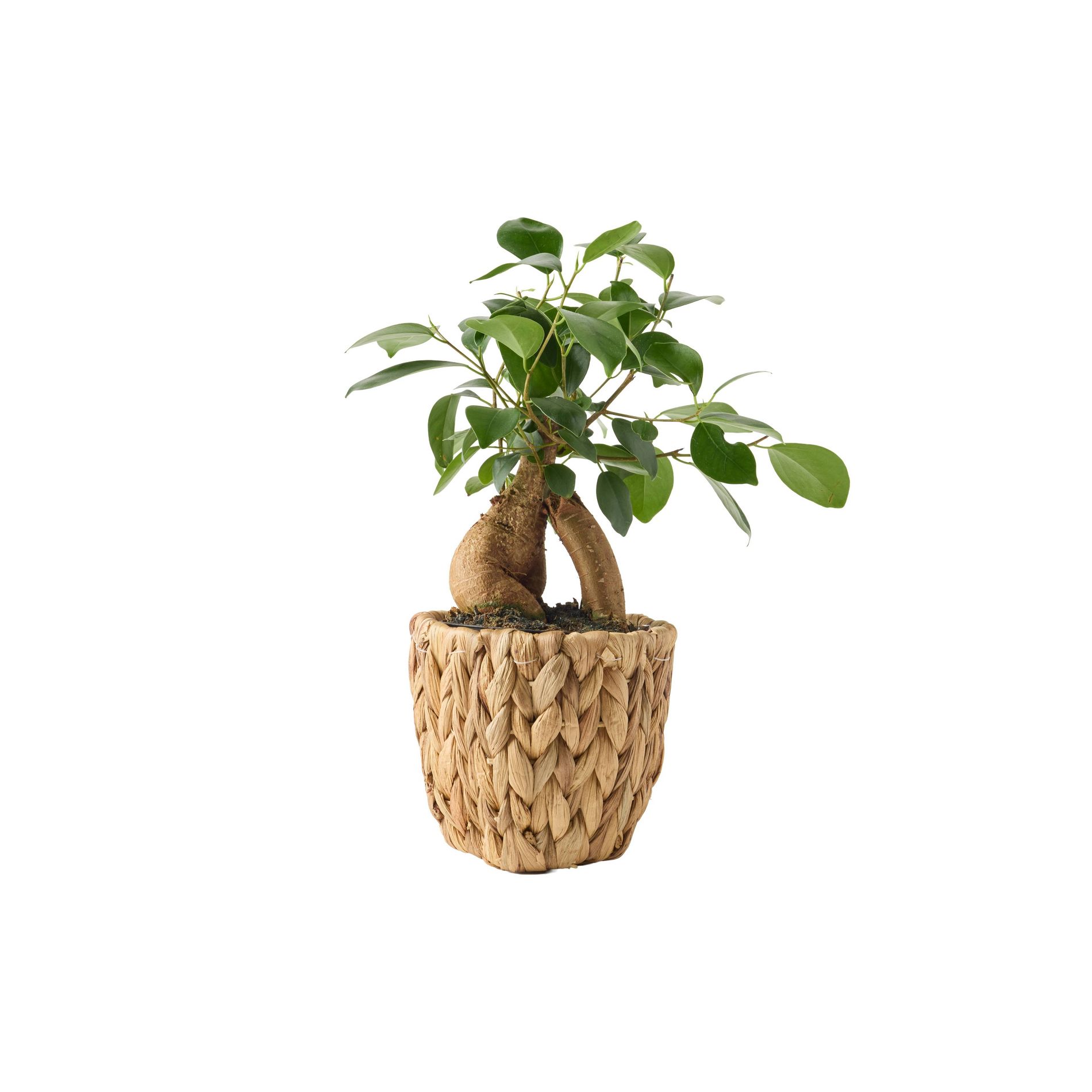 LiveTrends 4" Ficus Ginseng in Braid